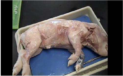 Skinning Pig - Fetal Pig Anatomy Lab